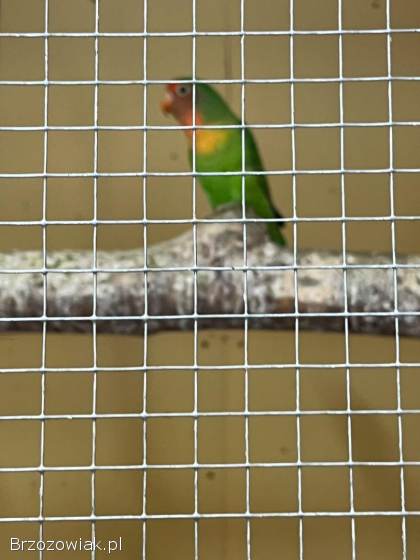 Papugi nierozłączki sprzedam!