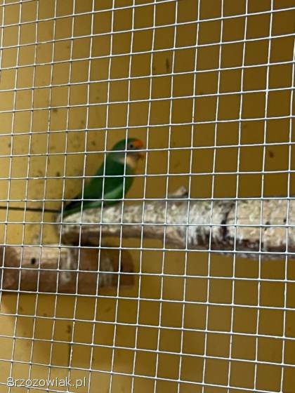 Papugi nierozłączki sprzedam!