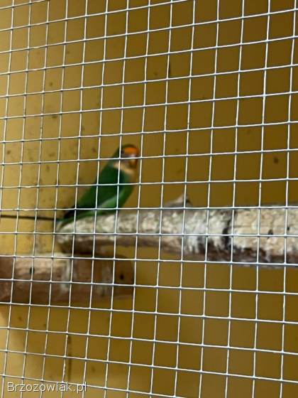 Papugi nierozłączki sprzedam!