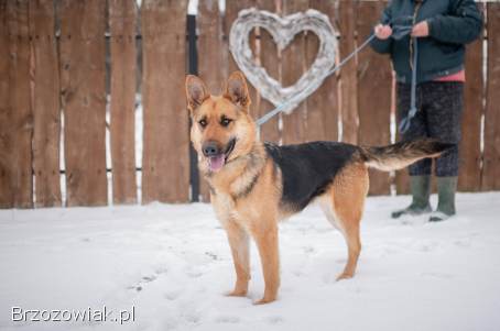 Mona -  młoda,  wesoła suka w typie ON szuka domu!