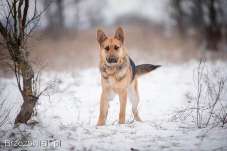 Mona -  młoda,  wesoła suka w typie ON szuka domu!