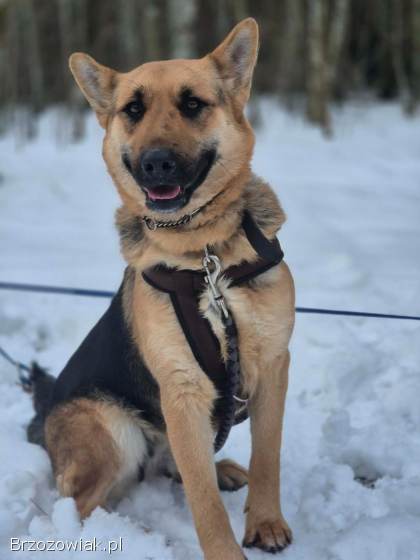 Mona -  młoda,  wesoła suka w typie ON szuka domu!