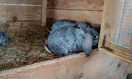 Młode króliki,  króle