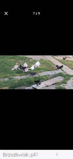 Sprzedam gołębie
