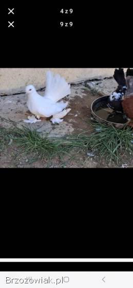 Sprzedam gołębie