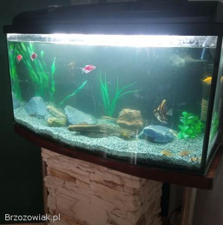 Akwarium z wyposażeniem