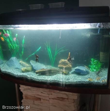 Akwarium z wyposażeniem