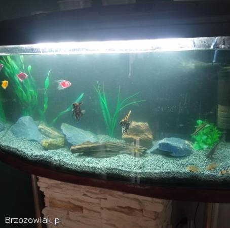 Akwarium z wyposażeniem