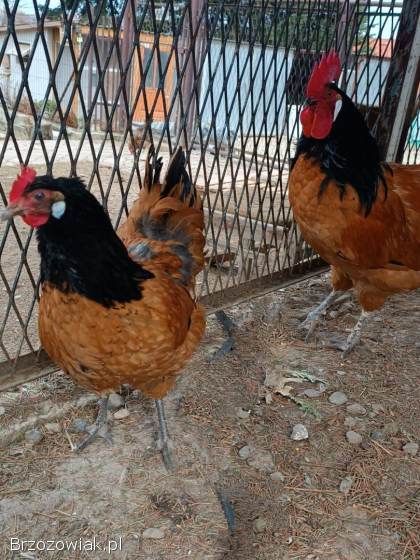 Jaja lęgowe kur ozdobnych