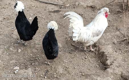 Jaja lęgowe kur ozdobnych