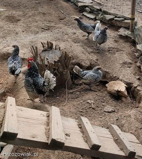 Jaja lęgowe kur ozdobnych