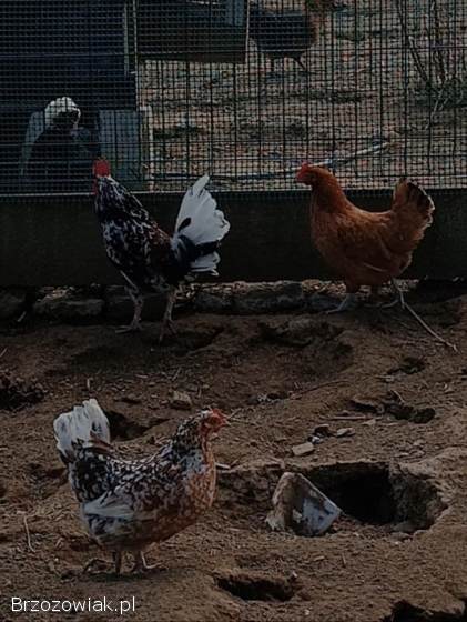 Jaja lęgowe kur ozdobnych