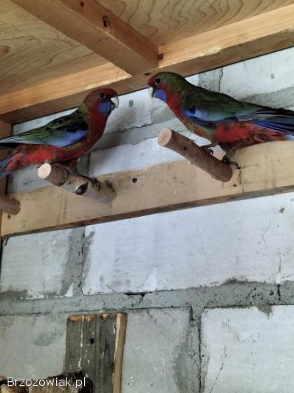 Papugi papuga zamienię