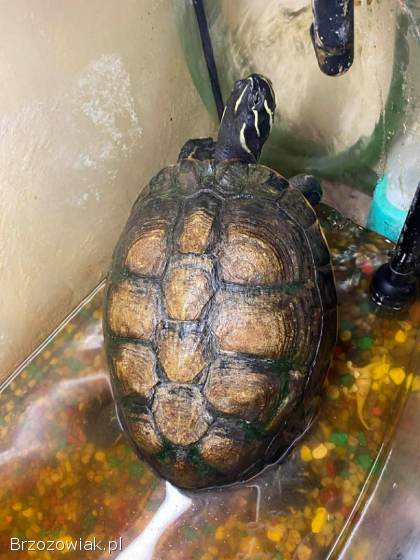 Oddam żółwia za darmo
