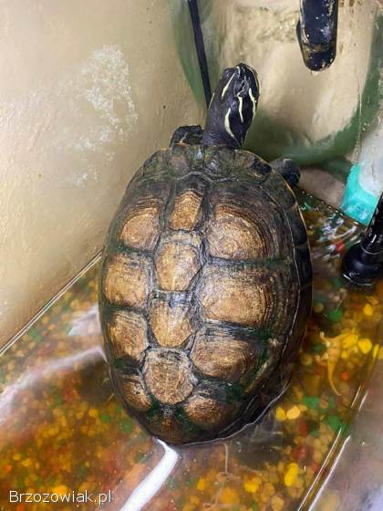 Oddam żółwia za darmo