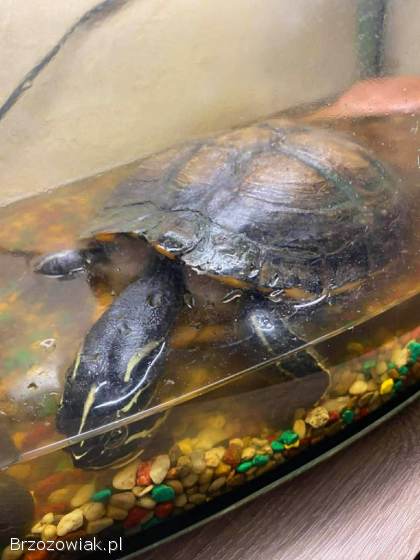 Oddam żółwia za darmo