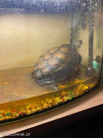 Oddam żółwia za darmo
