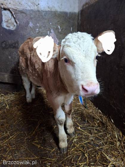 Byczek i cieliczki SIM