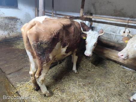 Sprzedam krowę