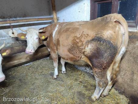 Sprzedam krowę