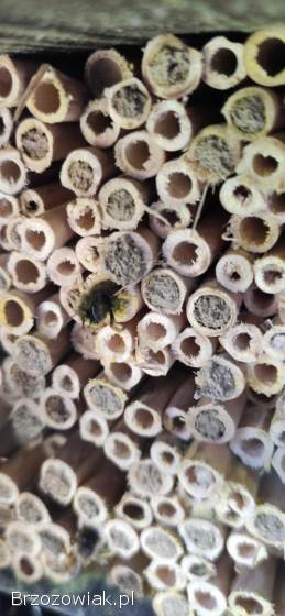 Murarka ogrodowa,  murarki,  kokony,  Osmia bicornis (rufa)