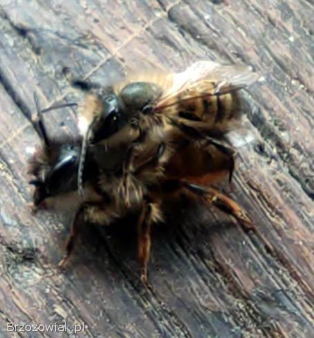 Murarka ogrodowa,  murarki,  kokony,  Osmia bicornis (rufa)