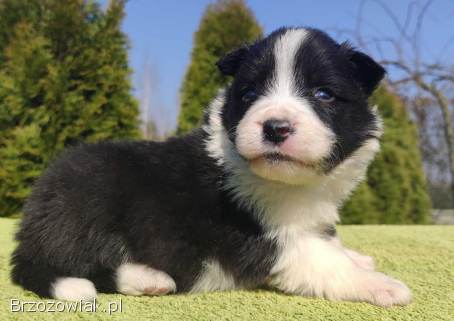BORDER COLLIE,  klasyk z dokumentami