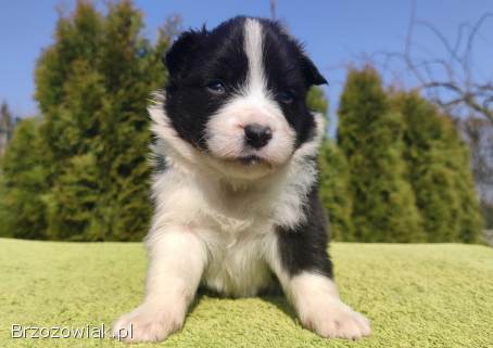 BORDER COLLIE,  klasyk z dokumentami