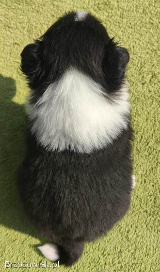BORDER COLLIE,  klasyk z dokumentami