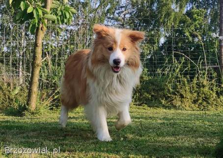 BORDER COLLIE,  klasyk z dokumentami