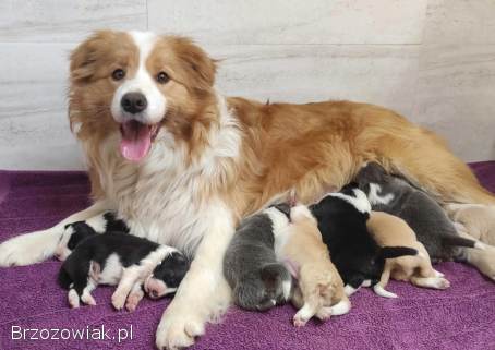 BORDER COLLIE,  klasyk z dokumentami
