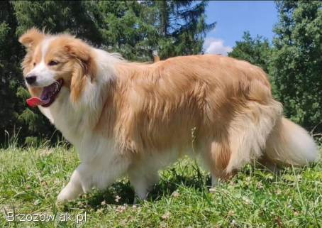 BORDER COLLIE,  klasyk z dokumentami