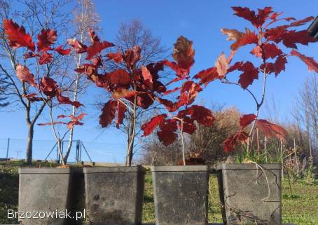 Sadzonki w doniczkach -  dąb czerwony / Quercus rubra,  hod.  od żołędzia