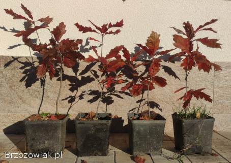 Sadzonki w doniczkach -  dąb czerwony / Quercus rubra,  hod.  od żołędzia