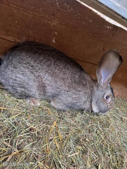 Króliki Belgijskie Samiec Samice
