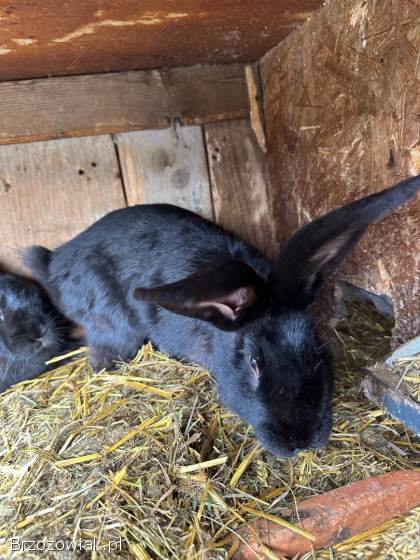 Króliki Belgijskie Samiec Samice