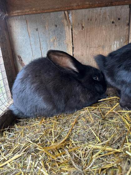Króliki Belgijskie Samiec Samice