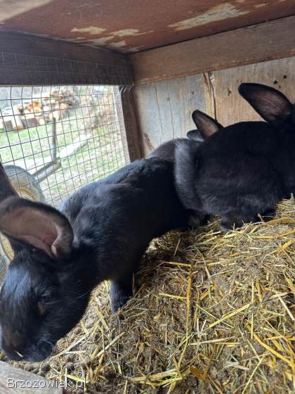 Króliki Belgijskie Samiec Samice