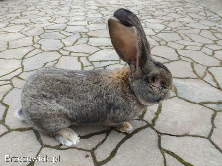 Królik olbrzym belgijski