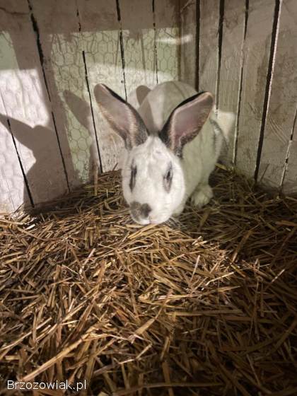 Sprzedam królika