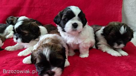 Szczeniaki Shih Tzu