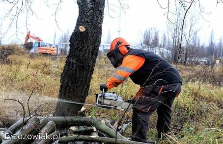 Wycinka drzew,  czyszczenie działek,  mulczowanie,  rekultywacja terenu
