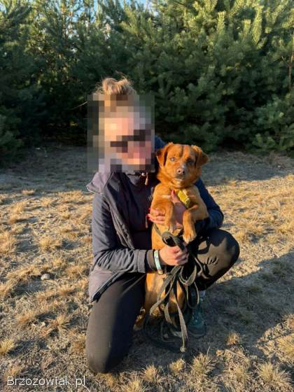 Marianek -  nieduży rudy kawaler szuka domu!  Czy szukasz przyjaciela,  który rozś