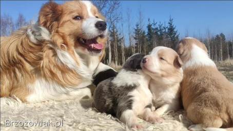 Rasowy Pies Border Collie maści BLUE -  Szczeniak WILCZEK z pełną dok.  z hodowli