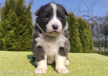 Rasowy Pies Border Collie maści BLUE -  Szczeniak WILCZEK z pełną dok.  z hodowli