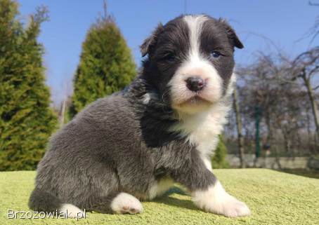 Rasowy Pies Border Collie maści BLUE -  Szczeniak WILCZEK z pełną dok.  z hodowli