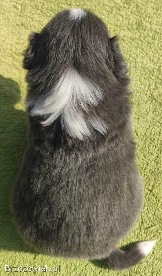 Rasowy Pies Border Collie maści BLUE -  Szczeniak WILCZEK z pełną dok.  z hodowli