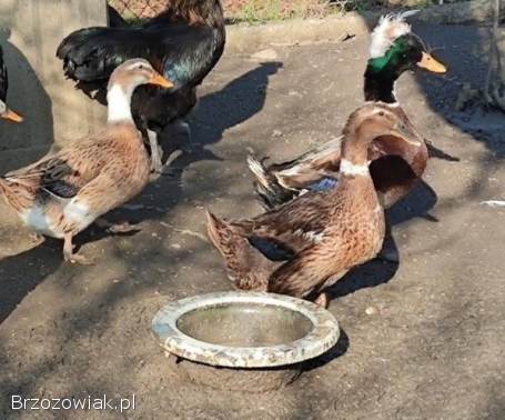 Jaja kaczek staropolskich czubatych