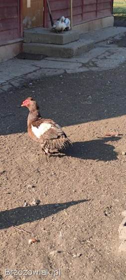 Kaczor piżmowy czekoladowy