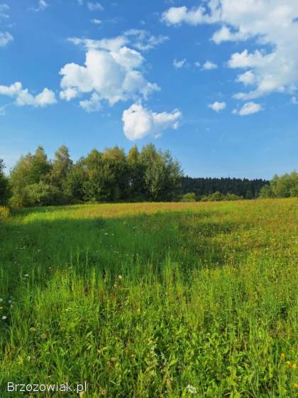 Działka na sprzedaż -  Golcowa -  27 arów